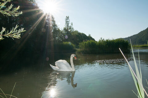 Schwan im Vogelbiotop