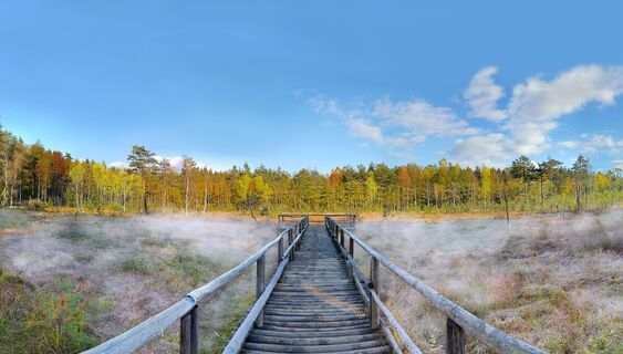 Prügelsteg im Naturpark Heidenreichsteiner Moor