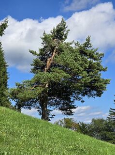 Foto de Damir Habuš a lo largo del recorrido