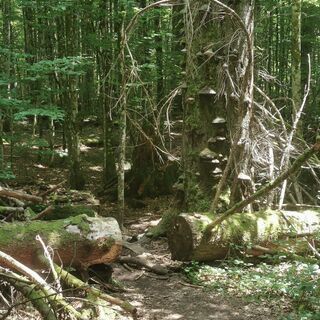 Photo de Waldläufer le long du parcours