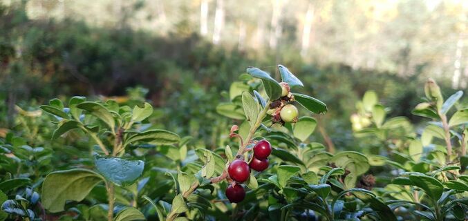 Waldbeeren