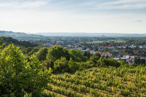 Aussicht Weinberge in Traismauer