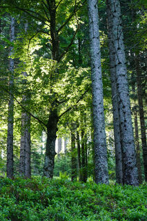 schöne Lichtstimmung beim Aufstieg durch den Wald
