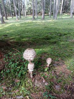 Photo de Tomy 66 le long du parcours
