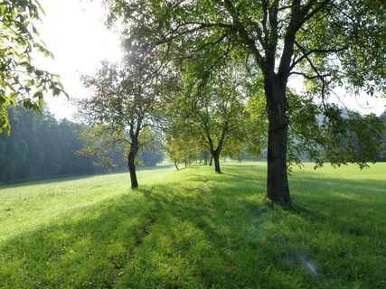 Allee