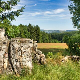 ehemalige neunstämmige Buche