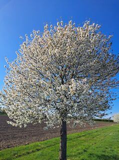 Fotografia z Walter Köllner na trase