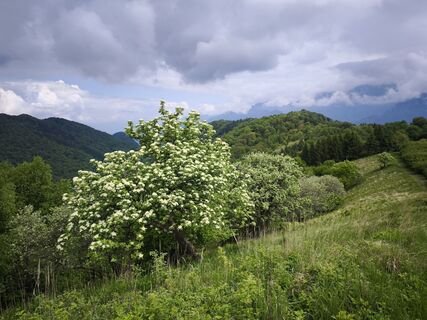 Fotografija s spletne strani Stefano Fabi na poti