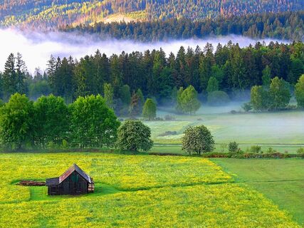 Dobel, Albrechthütte, Morgennebel, Frühsommer ©isocont GmbH