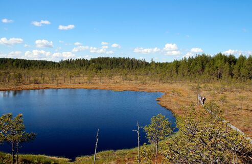 : Landschaft vom Aussichtsturm am Rundweg Kirveslampi