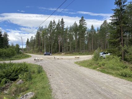 Fotografie z Jako Koel na trase