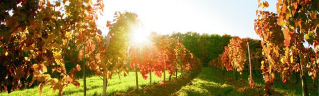 Weinberg
