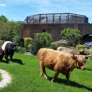 3-VacheEcolodge ©DivertiParc