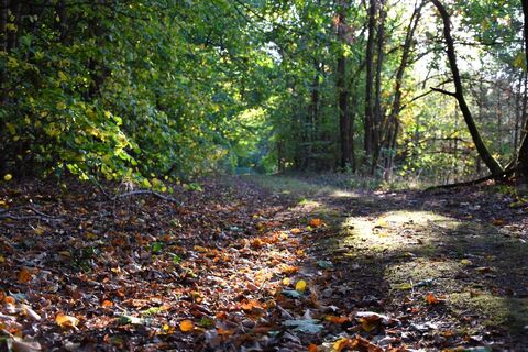 Waldweg in der Göhrde
