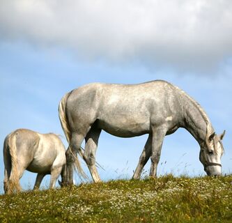 Lipizzanerweide beim Wölkner Kogel