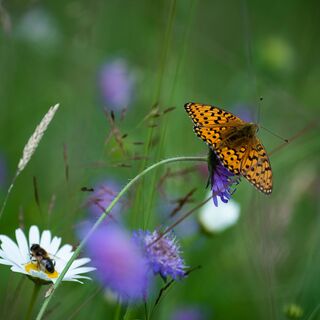 Flora und Fauna im Schwarzbachtal