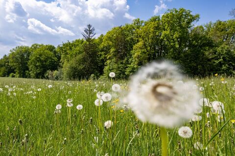 Frühlingswiese am Andritzer Rundweg