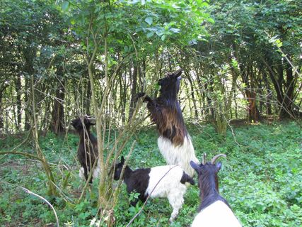 Die Ziegen bei der Arbeit