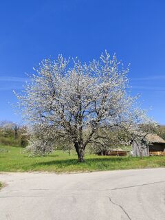 Fotografija s spletne strani Sommer Joe na poti