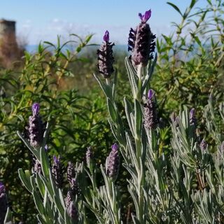 DETAILS DER AUF DEM KAMM DES ARCHÄOLOGISCHEN PARKS ELEA/VELIA VORHANDENEN FLORA