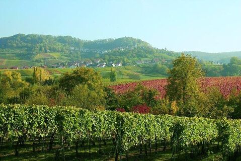 Schöner Blick auf die Weinberge beim Breitenauer See