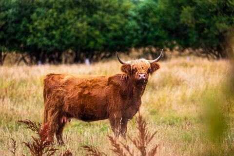 gronau-naturschutzgebiet-amtsvenn-hochlandrinder
