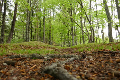 durch den Wald gehts Richtung Schwarzwaldeck