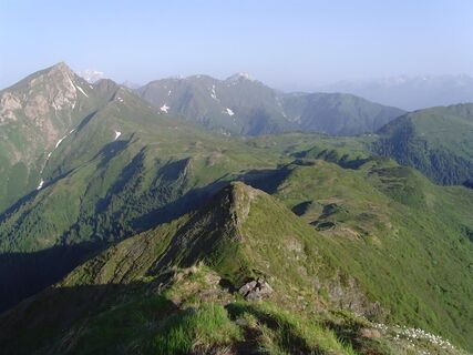 Hoher Trieb vom Findenig
