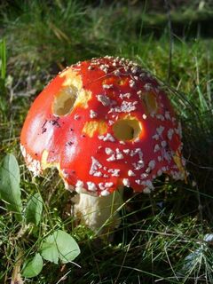 Löchriger Fliegenpilz