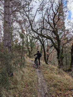 Im Wald