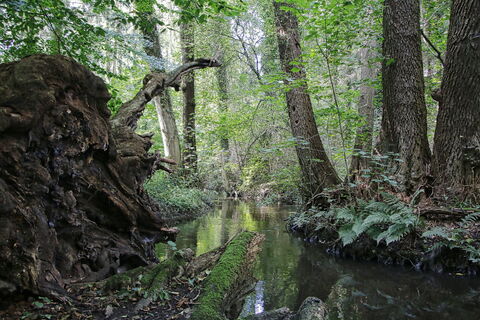 Mühlenbach Schnega