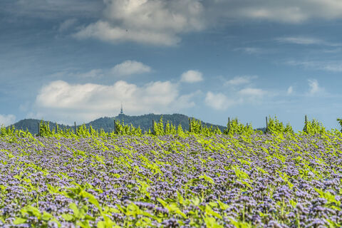 Britzingen Zunzingen Laufen Fernsicht Blumenwiese b schelsch n Hochblauen Weinberge min