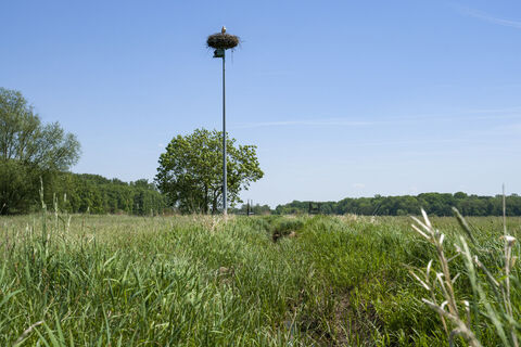 Storchennest