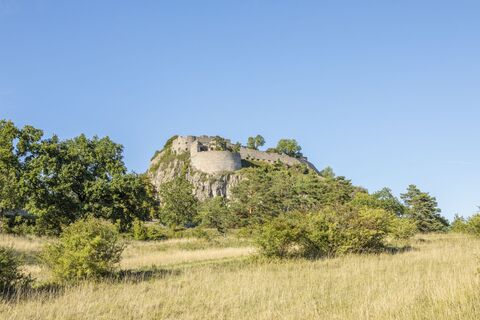 Magerrasen am Hohentwiel
