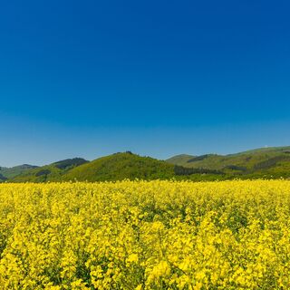 Im Frühjahr blüht der Raps am Fuße des Donnersbergs