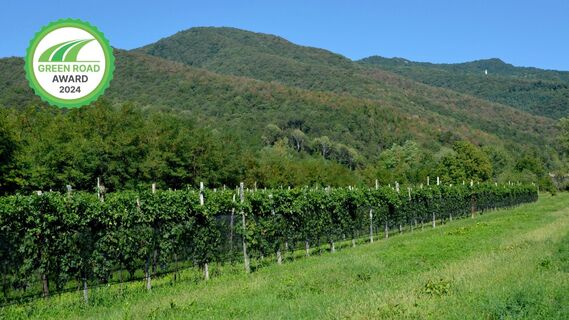 Attimis - Weinberge
