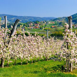 Steirische Apfelstraße in voller Blüte, Oststeiermark