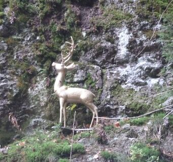 Goldener Hirsch