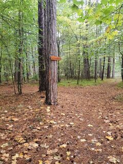 Waldweg