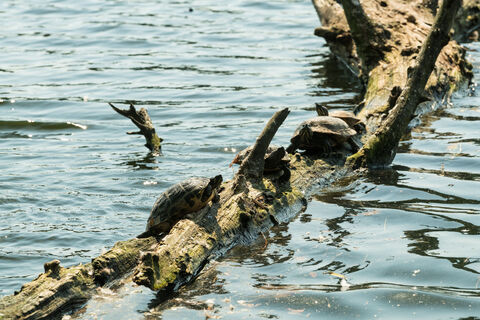 Schildkröten am Abtskücher Teich in Heiligenhaus