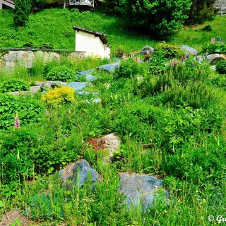 Für jeden Naturliebhaber ein Paradies, die Alpenblumen und Kräuter