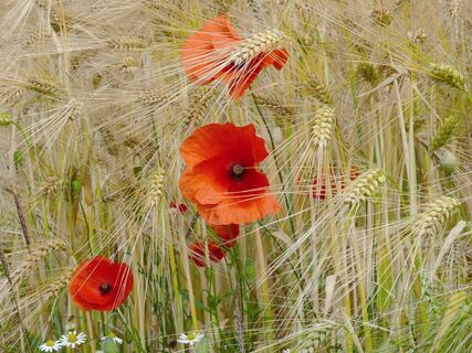 Mohn im Kornfeld Bad Sassendorf