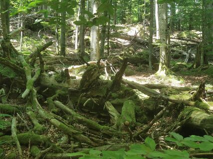 Photo de Waldläufer le long du parcours