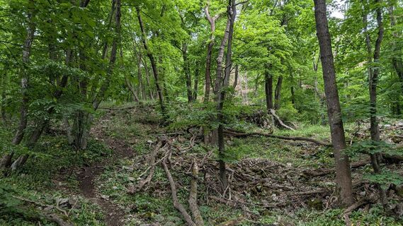 Fotografia z Jele Hannes na trase