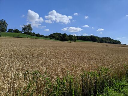 Landschaft Lage-Hörste©Tourist-Information Lage.jpg