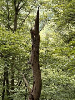 Photo de Babs Holz le long du parcours