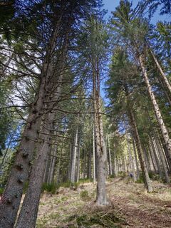 Fotografija s spletne strani Sabine Kriebernegg na poti