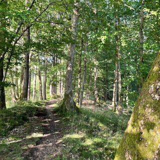 Pfad am Walderlebnispfad