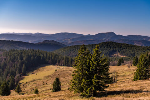 Wiesenlandschaft am Herzogenhorn