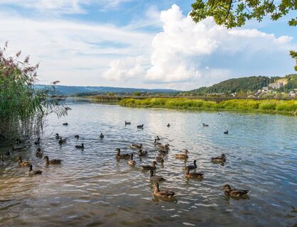 klingnauer-stausee-enten